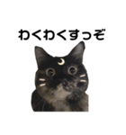 VIVAにゃーこ（個別スタンプ：7）