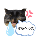 VIVAにゃーこ（個別スタンプ：8）