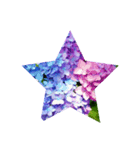 Hydrangea★（個別スタンプ：1）
