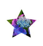 Hydrangea★（個別スタンプ：3）