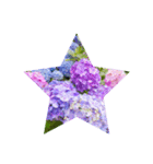 Hydrangea★（個別スタンプ：5）