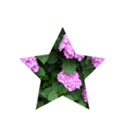 Hydrangea★（個別スタンプ：6）
