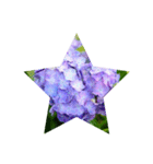Hydrangea★（個別スタンプ：7）