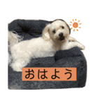 ひまりぃぬ（個別スタンプ：2）