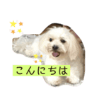 ひまりぃぬ（個別スタンプ：3）