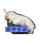 ひまりぃぬ（個別スタンプ：4）