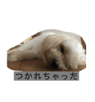 ひまりぃぬ（個別スタンプ：7）