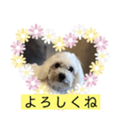 ひまりぃぬ（個別スタンプ：8）