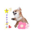 くるん3（個別スタンプ：1）