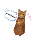 カリラたん（個別スタンプ：1）