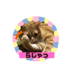 カリラたん（個別スタンプ：2）