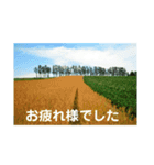 こころ休まる花と風景(13)（個別スタンプ：2）