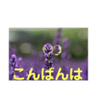 こころ休まる花と風景(13)（個別スタンプ：6）