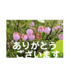 こころ休まる花と風景(13)（個別スタンプ：7）