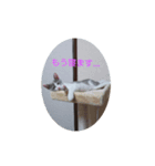 にゃんこくんスタンプ（個別スタンプ：4）
