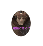 にゃんこくんスタンプ（個別スタンプ：7）