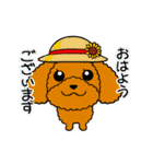 夏のトイプードル・ココア（個別スタンプ：1）