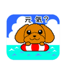 夏のトイプードル・ココア（個別スタンプ：12）