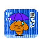 夏のトイプードル・ココア（個別スタンプ：30）