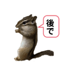 小さなパートナー（個別スタンプ：3）