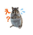 小さなパートナー（個別スタンプ：6）
