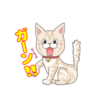 Amazing Cats Coco＆Suzu（個別スタンプ：3）