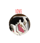 愛ネコ10（個別スタンプ：1）