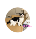 愛ネコ10（個別スタンプ：6）