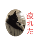 愛ネコ10（個別スタンプ：8）