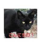 安倍川にゃんず  元気かな（個別スタンプ：1）