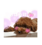 今日のわん子（個別スタンプ：3）