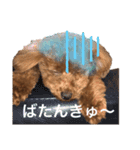 今日のわん子（個別スタンプ：7）