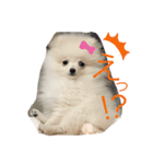 ポポたん秘蔵スタンプ（個別スタンプ：4）