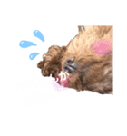 犬と毎日使えるスタンプ（個別スタンプ：2）