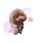 犬と毎日使えるスタンプ（個別スタンプ：3）