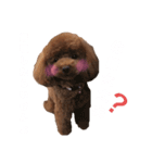 犬と毎日使えるスタンプ（個別スタンプ：4）