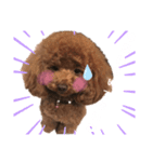 犬と毎日使えるスタンプ（個別スタンプ：5）