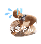 犬と毎日使えるスタンプ（個別スタンプ：8）