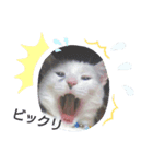 ゴマねこさん（個別スタンプ：1）
