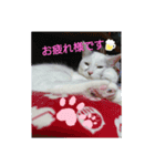 ゴマねこさん（個別スタンプ：2）