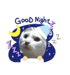 ゴマねこさん（個別スタンプ：3）