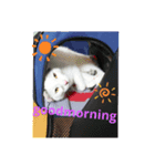 ゴマねこさん（個別スタンプ：4）