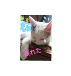 ゴマねこさん（個別スタンプ：5）