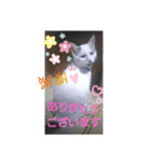 ゴマねこさん（個別スタンプ：6）