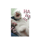 ゴマねこさん（個別スタンプ：7）