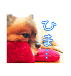 いぬっころの簡単スタンプ（個別スタンプ：3）