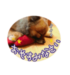 いぬっころの簡単スタンプ（個別スタンプ：6）