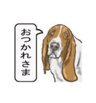 バセットハウンド(犬) 30（個別スタンプ：1）