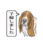 バセットハウンド(犬) 30（個別スタンプ：2）