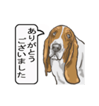 バセットハウンド(犬) 30（個別スタンプ：3）